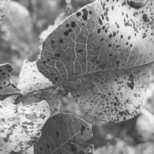 Close-up of plant