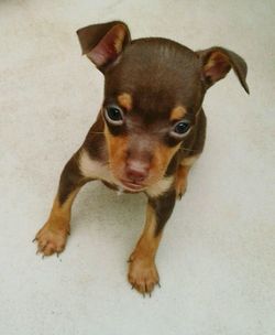 Close-up portrait of a dog