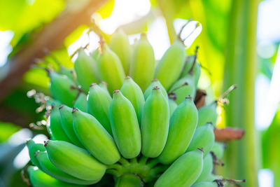 Close-up of fruits growing on plant