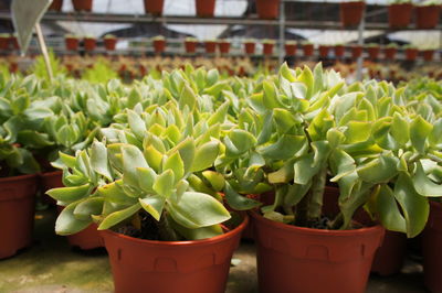 Close-up of potted plants