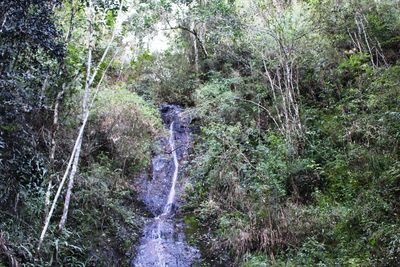 Scenic view of waterfall in forest