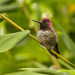 Close-up of hummingbird on plant