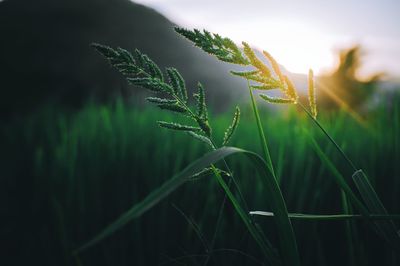 Close-up of crop growing on field