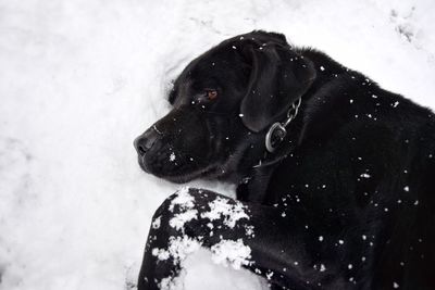 Close-up of black dog during winter