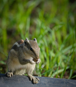 Close-up of squirrel