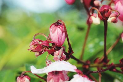 Close-up of pink roses blooming outdoors