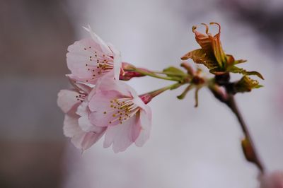 Close-up of white flowers