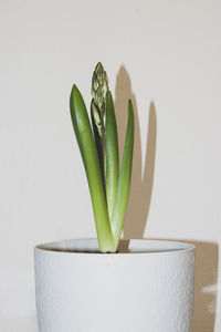 Close-up of potted plant on table against white background