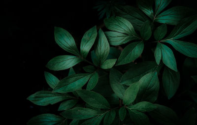 High angle view of flowering plant against black background