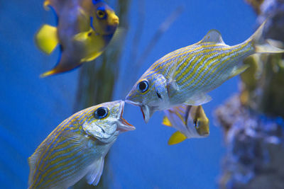 Close-up of fish swimming in aquarium