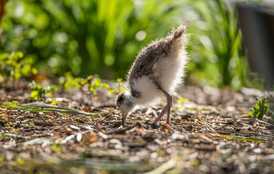 Close-up of a bird on field