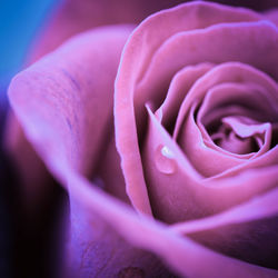 Close-up of water drop on pink rose