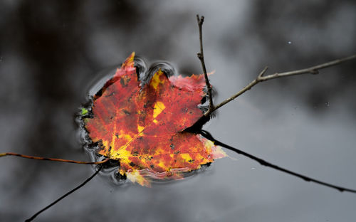 Close-up of dry maple leaf on branch