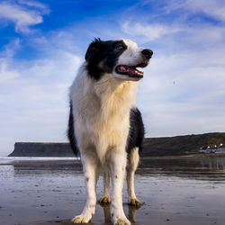 View of dog looking away