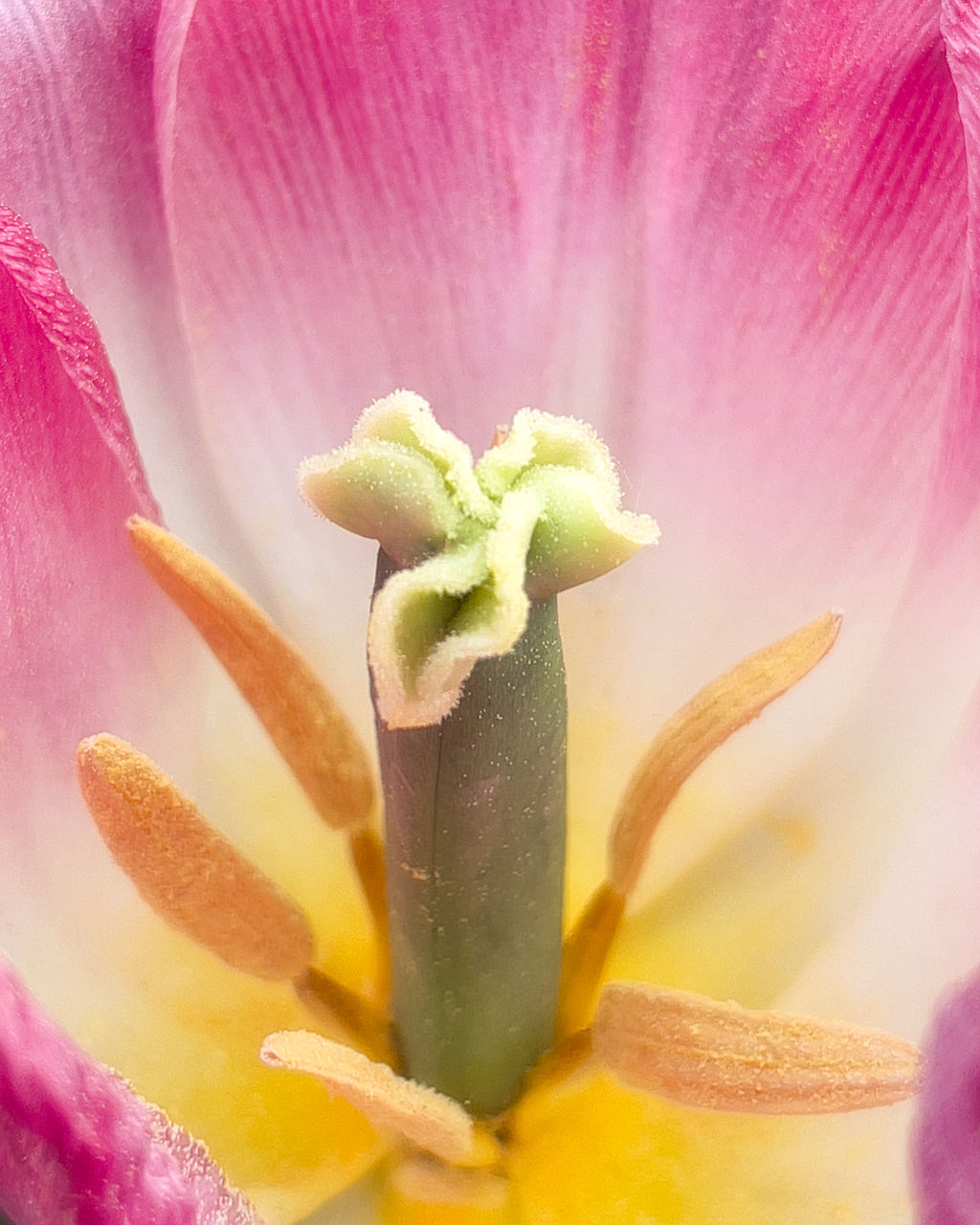 flower, flowering plant, plant, pink, freshness, beauty in nature, macro photography, close-up, yellow, petal, nature, growth, flower head, fragility, inflorescence, no people, pollen, blossom, stamen, orchid, macro, food, extreme close-up, botany, magenta, springtime, food and drink, outdoors, selective focus, vibrant color, backgrounds, water, multi colored