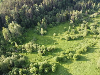 High angle view of trees in forest