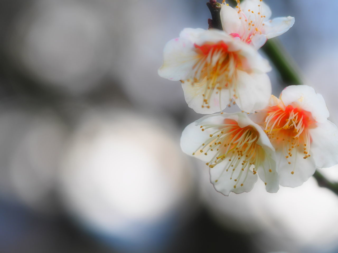 Close-up of white flowers