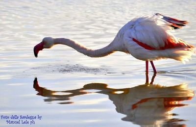 Birds in water