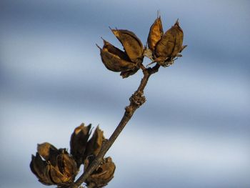 Close-up of dry leaves on plant