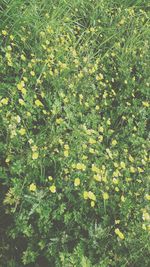 Full frame shot of yellow flowers