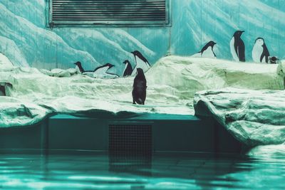 View of an animal swimming in pool