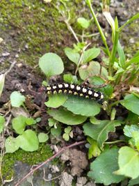 High angle view of insect on leaf