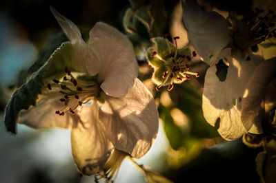 Close up of flowers