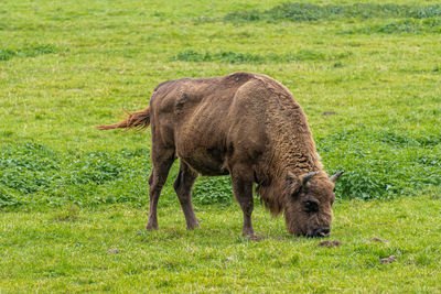 Sheep grazing in a field