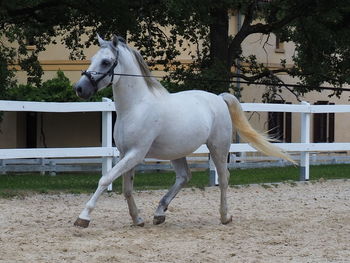 White horse standing in ranch