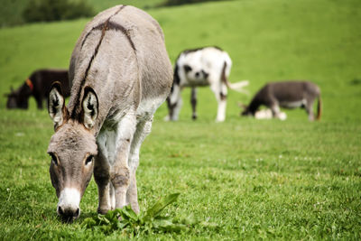 Sheep grazing in a field