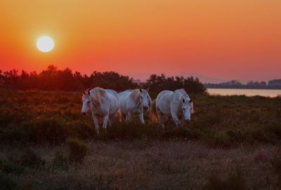 Horses in a field