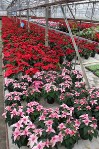 Red flowers blooming in greenhouse