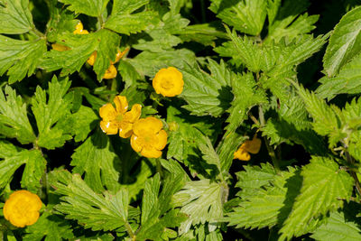 High angle view of yellow flowering plant leaves