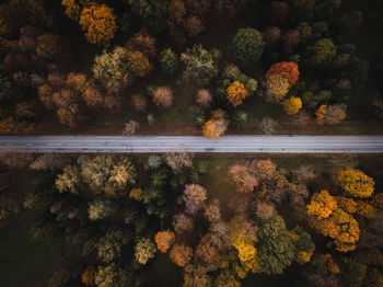 High angle view of flowers in park