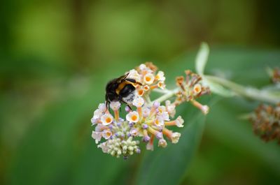 Close-up of insect on flower