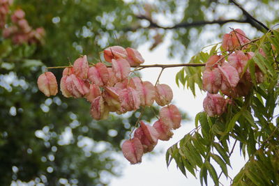 Low angle view of pink cherry blossoms on branch