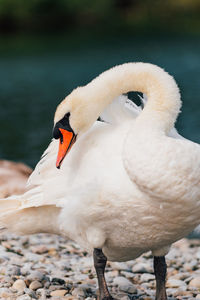 Close-up of swan in lake