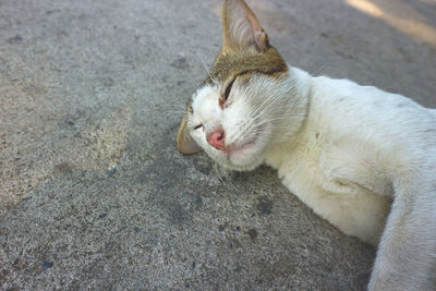 High angle view of cat on footpath