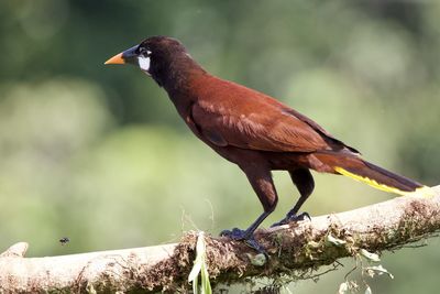 Close-up of bird perching on branch