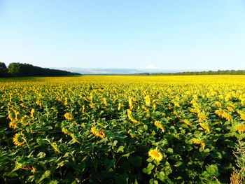 Scenic view of yellow flowering field against clear sky