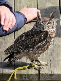 Close-up of owl