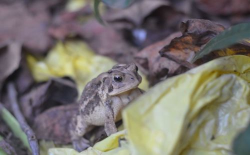 Close-up of frog on leaf