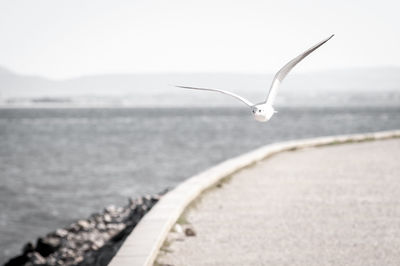 Close-up of bird flying over sea against clear sky