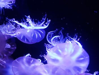 Close-up of jellyfish swimming in sea