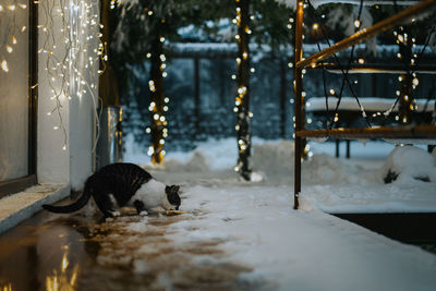 Cat eating on footpath during winter