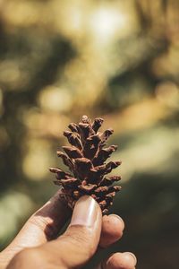 Close-up of hand holding plant