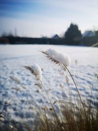 Close-up of frozen plant during winter