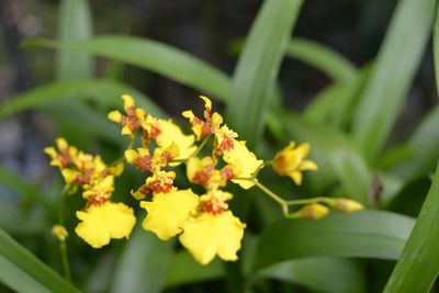 Close-up of yellow flowers blooming outdoors