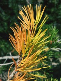 Close-up of yellow flower