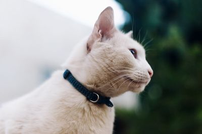 Close-up of a dog looking away